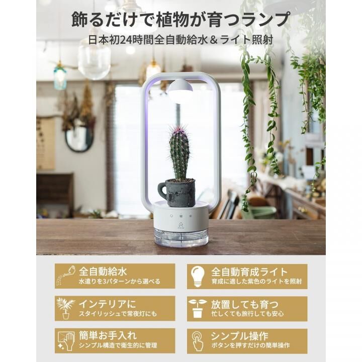 多肉植物を飾るテーブルランプ TANIQUE 角型